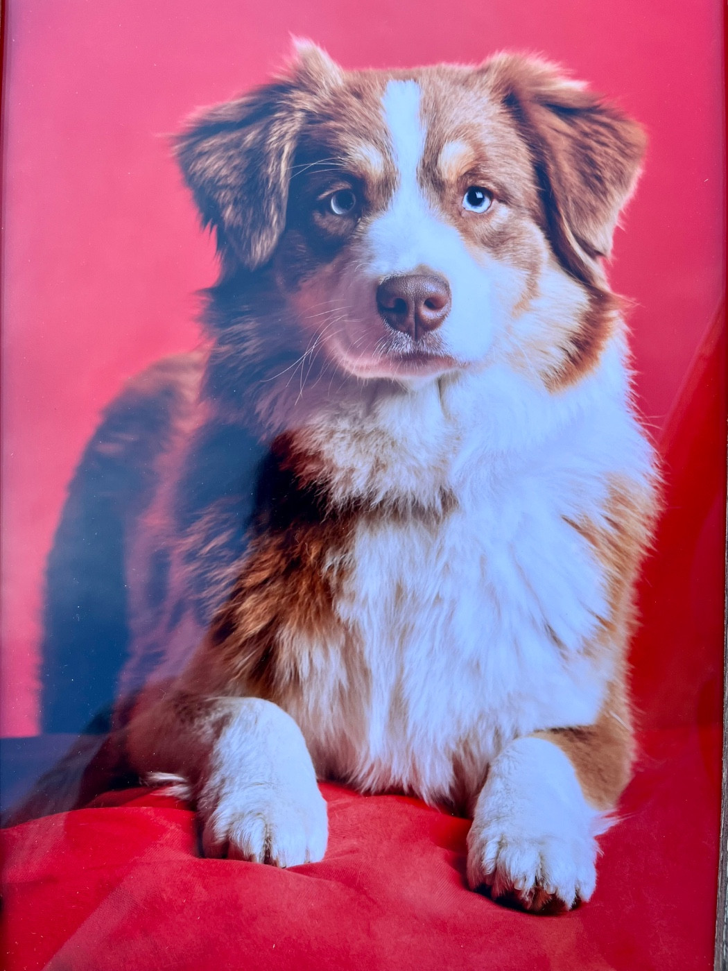 Vague gentillesse Vista Des Mille Et Une Pattounes