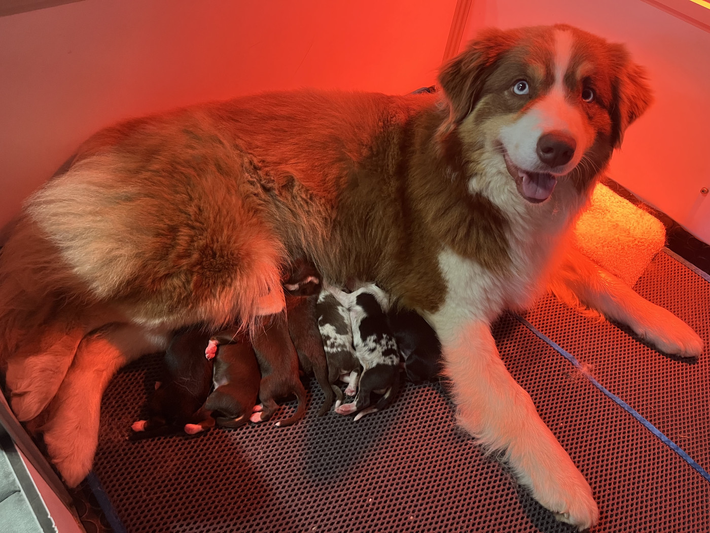 Chiot Berger Australien de la vigne des opalheras