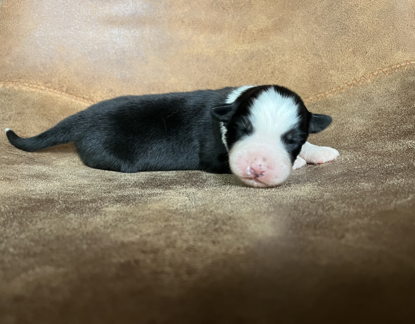 de la vigne des opalheras - Chiots disponibles - Berger Australien