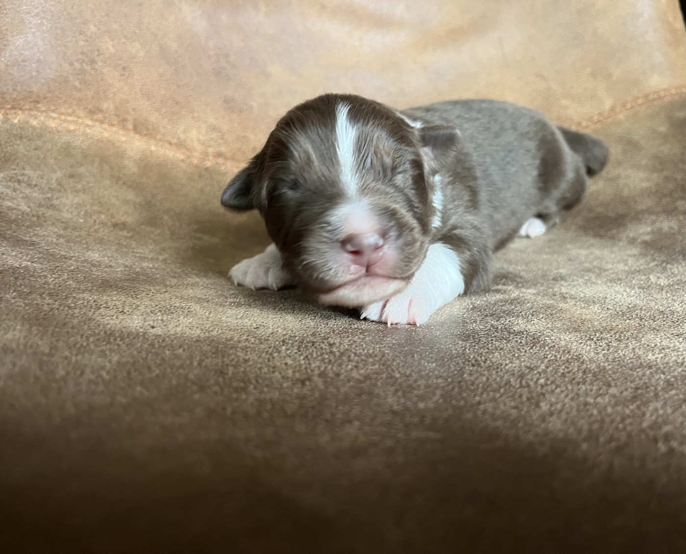 de la vigne des opalheras - Chiots disponibles - Berger Australien