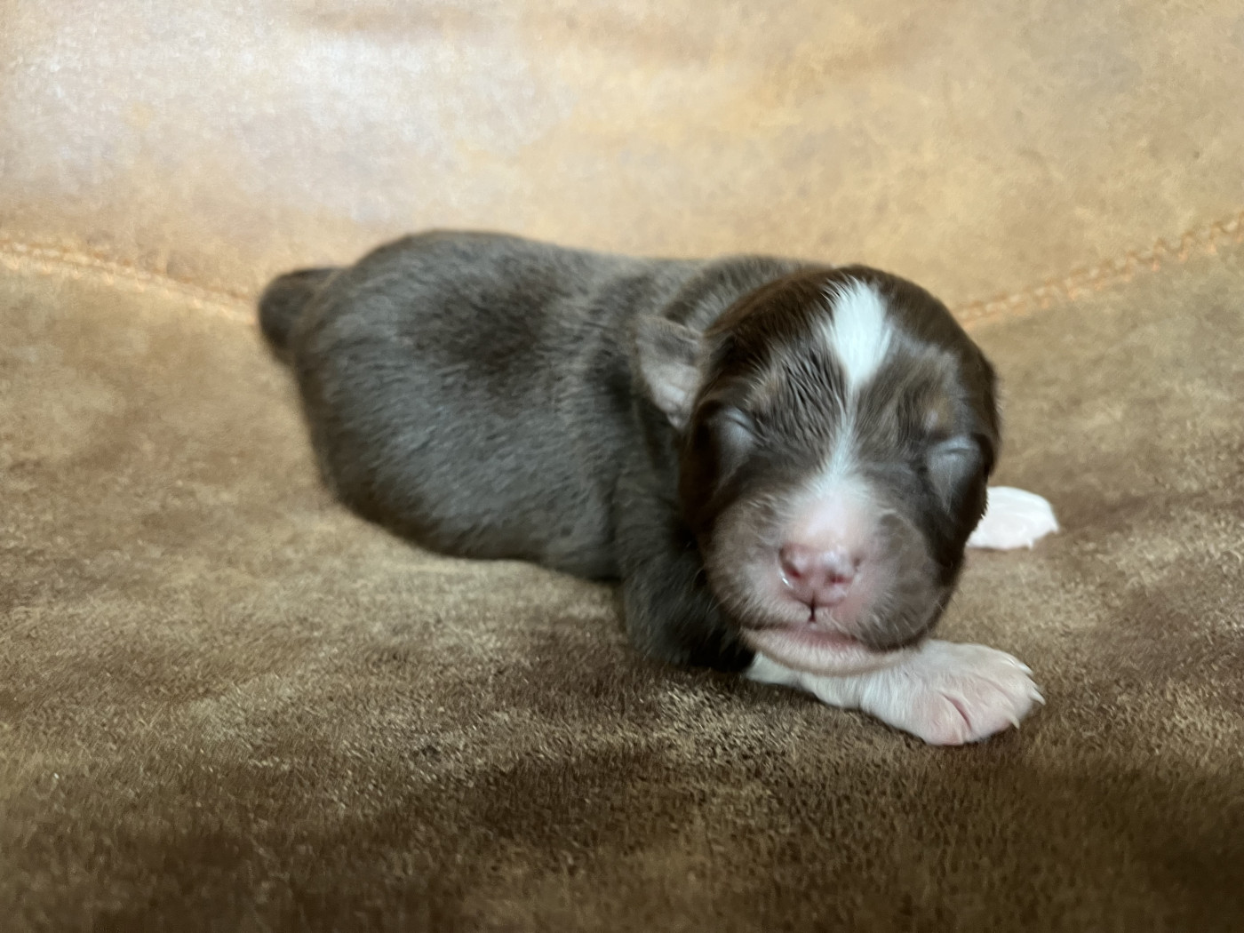 de la vigne des opalheras - Chiots disponibles - Berger Australien