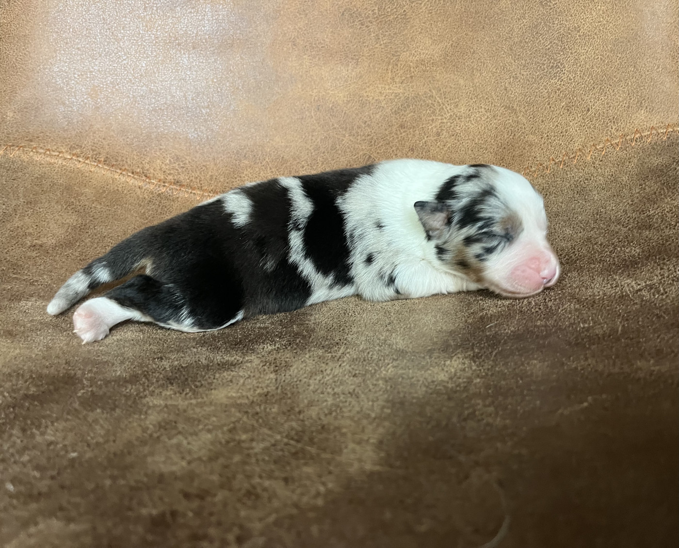 de la vigne des opalheras - Chiots disponibles - Berger Australien