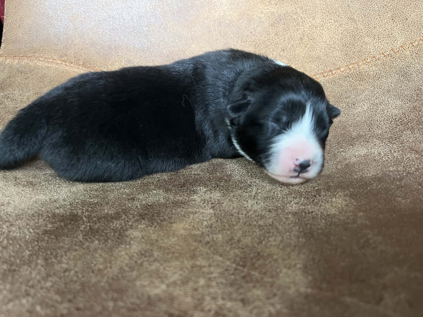 de la vigne des opalheras - Chiots disponibles - Berger Australien