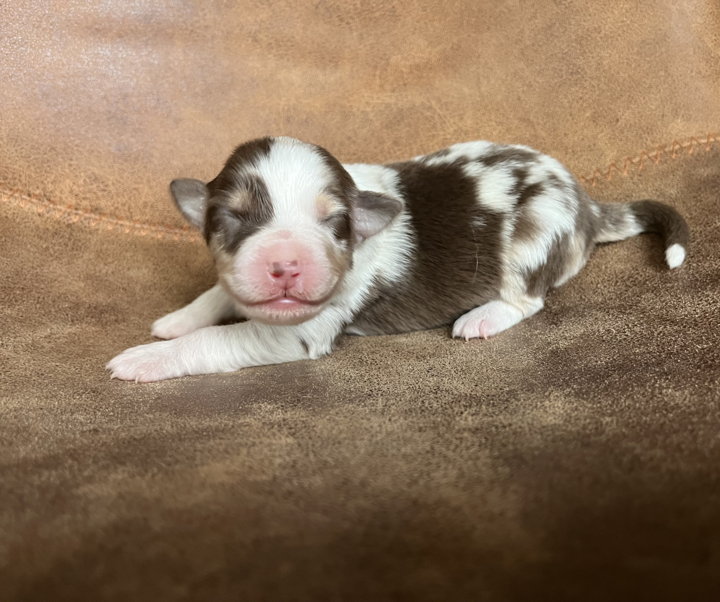 de la vigne des opalheras - Chiots disponibles - Berger Australien