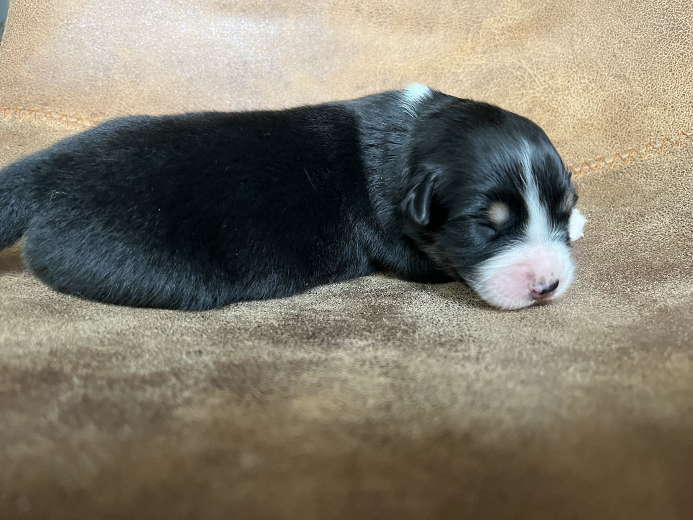 de la vigne des opalheras - Chiots disponibles - Berger Australien