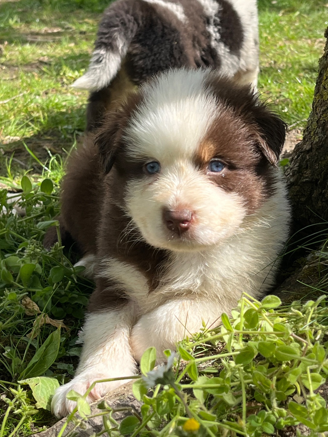 de la vigne des opalheras - Chiots disponibles - Berger Australien