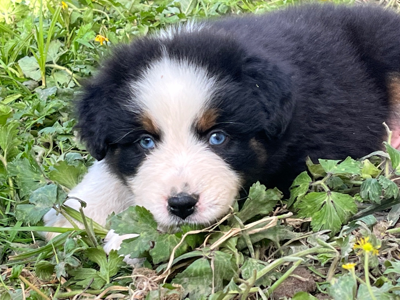 de la vigne des opalheras - Chiots disponibles - Berger Australien