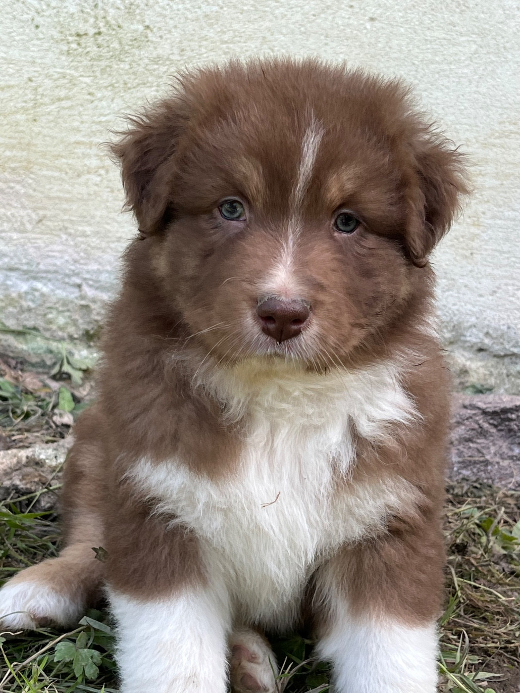 de la vigne des opalheras - Chiots disponibles - Berger Australien