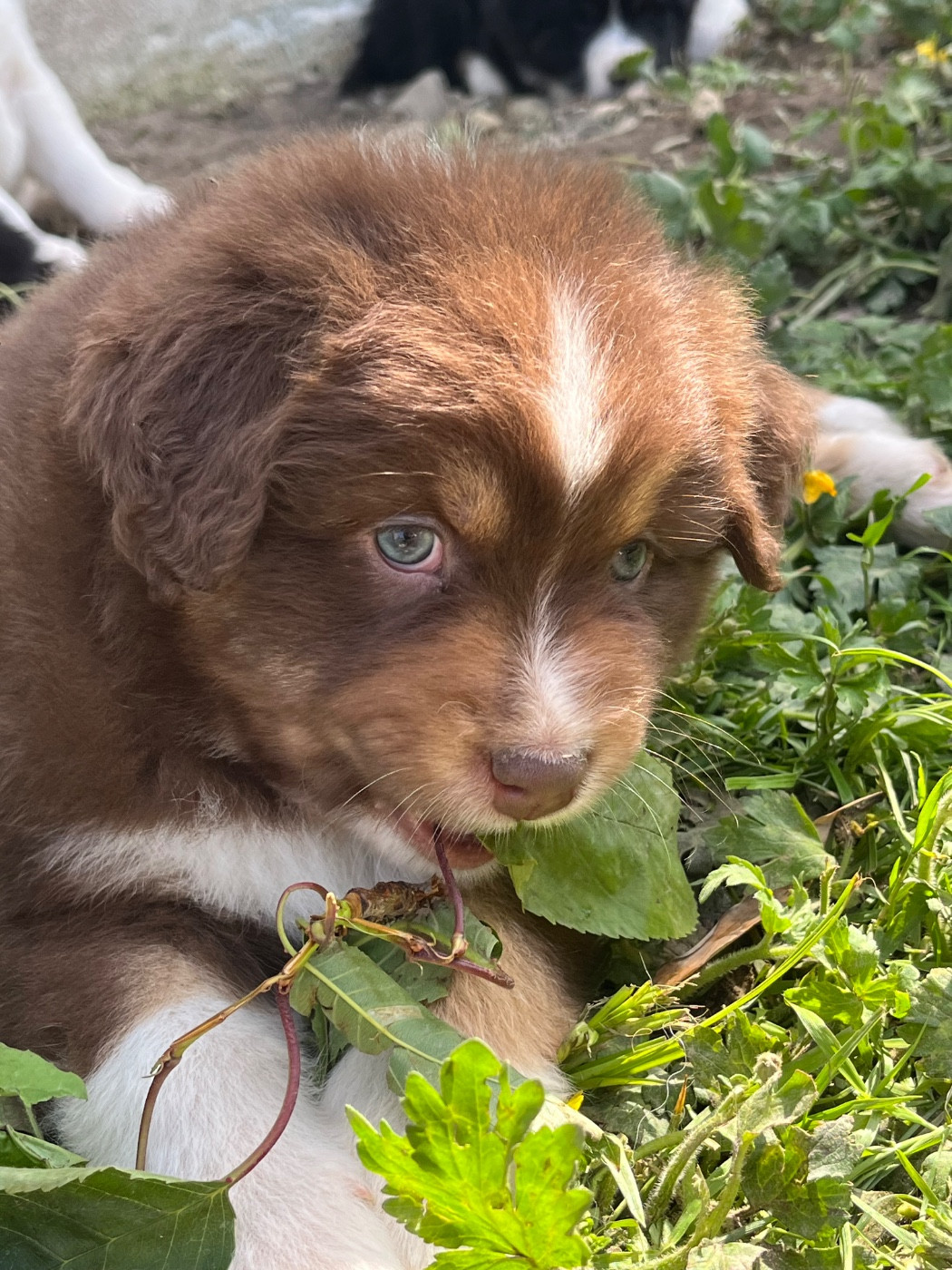 de la vigne des opalheras - Chiots disponibles - Berger Australien
