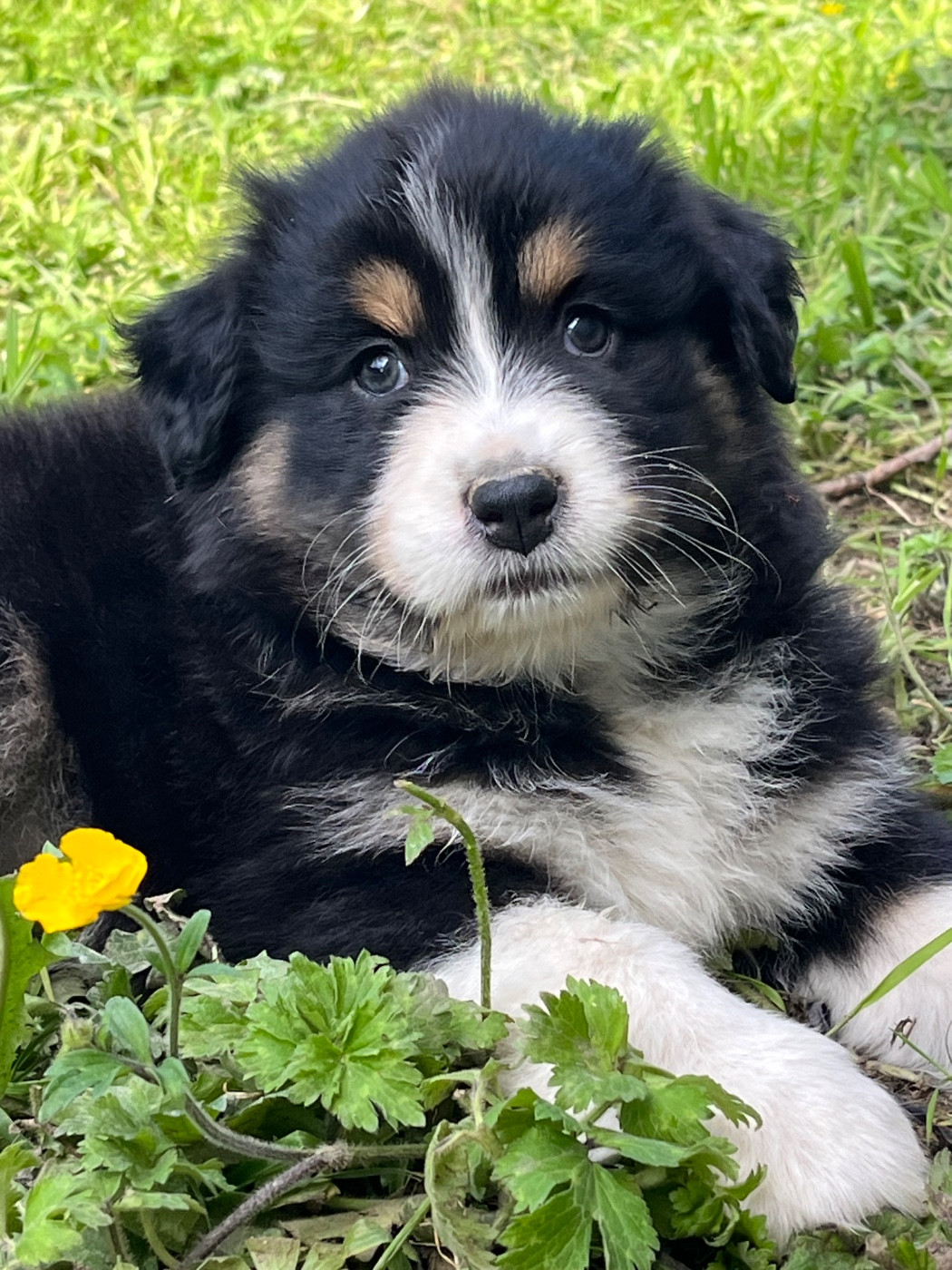 de la vigne des opalheras - Chiots disponibles - Berger Australien
