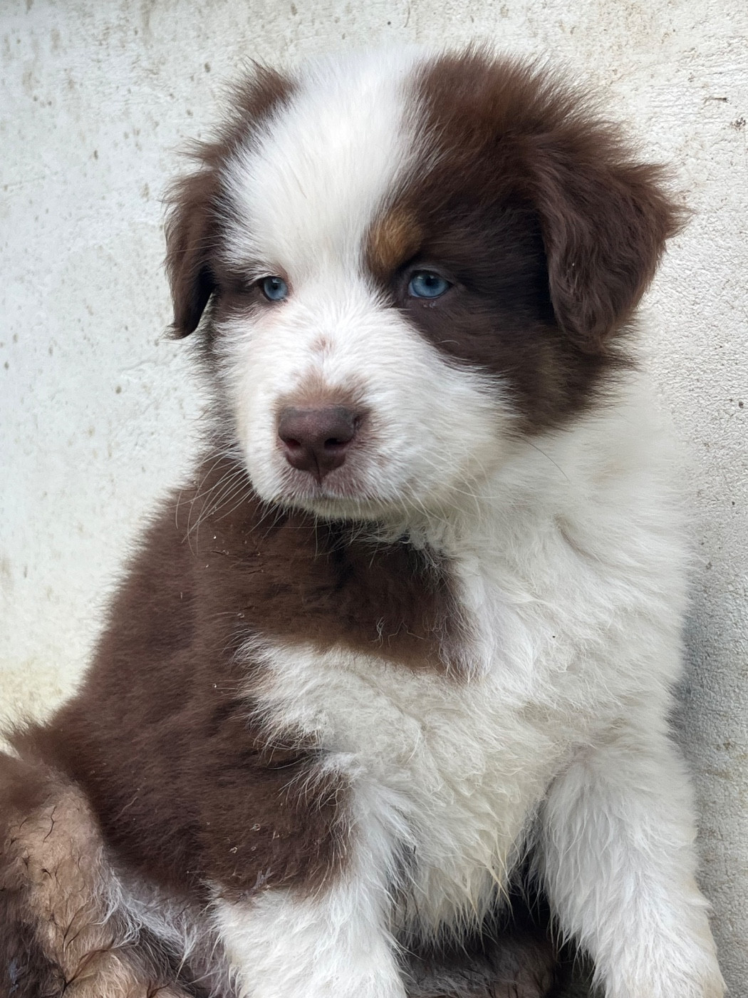 de la vigne des opalheras - Chiots disponibles - Berger Australien