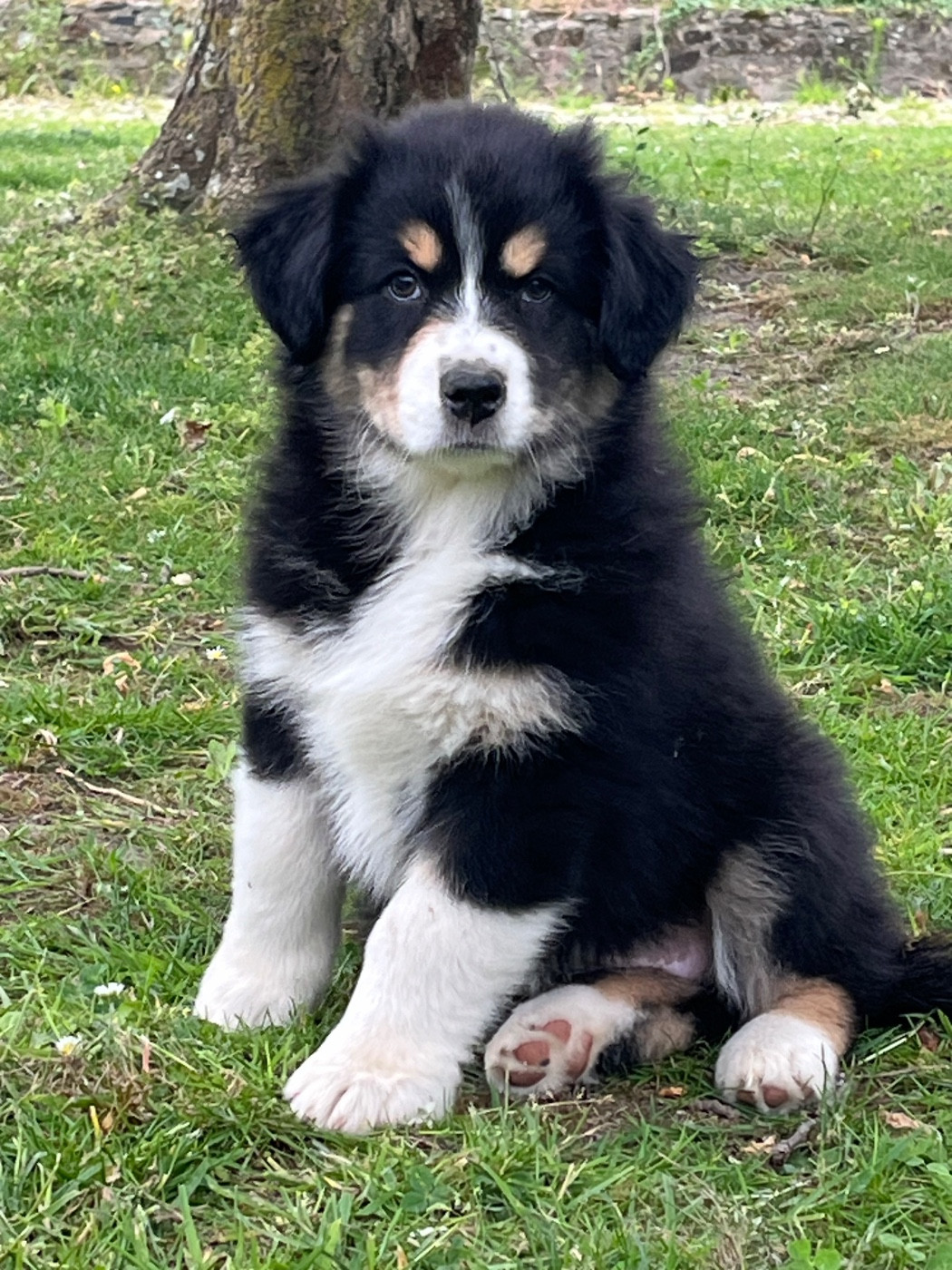 de la vigne des opalheras - Chiots disponibles - Berger Australien